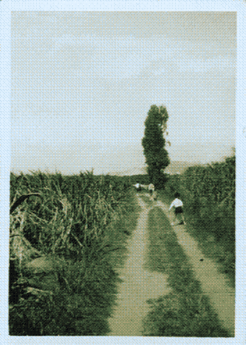 children running through fields